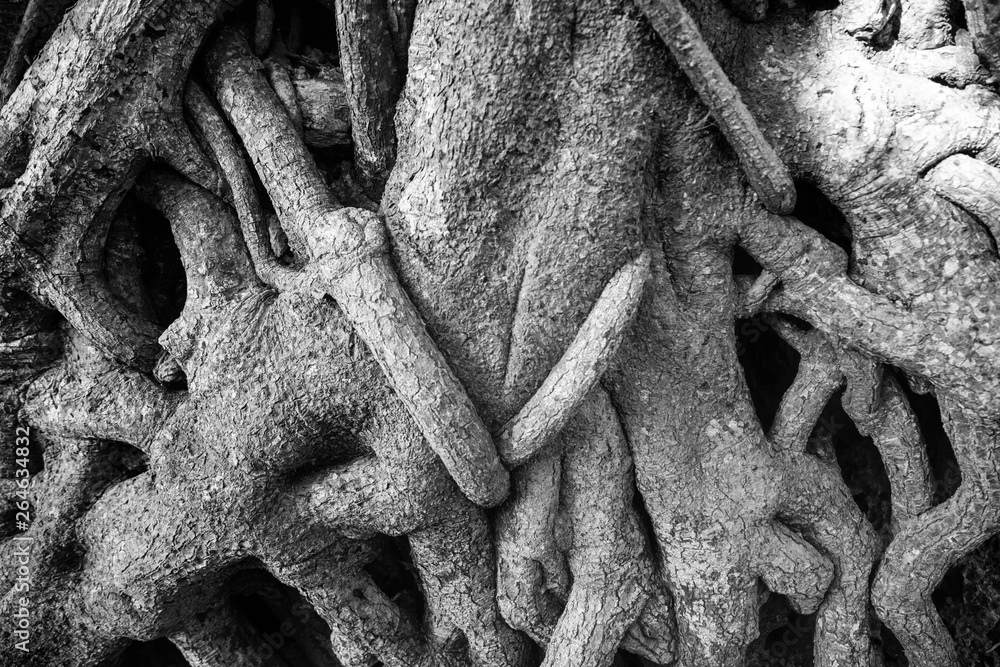 Tree Background. Wood texture detail Stock Photo | Adobe Stock