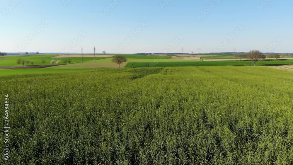 drone-flight over a rape field / Drohnenflug über ein Rapsfeld drone-flight over a rape field / Drohnenflug über ein Rapsfeld