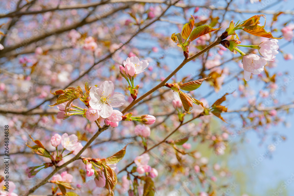 Spring flowering of sakura. Background for a festive wedding greeting card and wedding invitation. Spring flowering of sakura. Background for a festive wedding greeting card and wedding invitation.