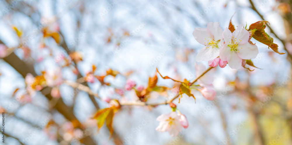 Spring flowering of sakura. Background for a festive wedding greeting card and wedding invitation. Spring flowering of sakura. Background for a festive wedding greeting card and wedding invitation.