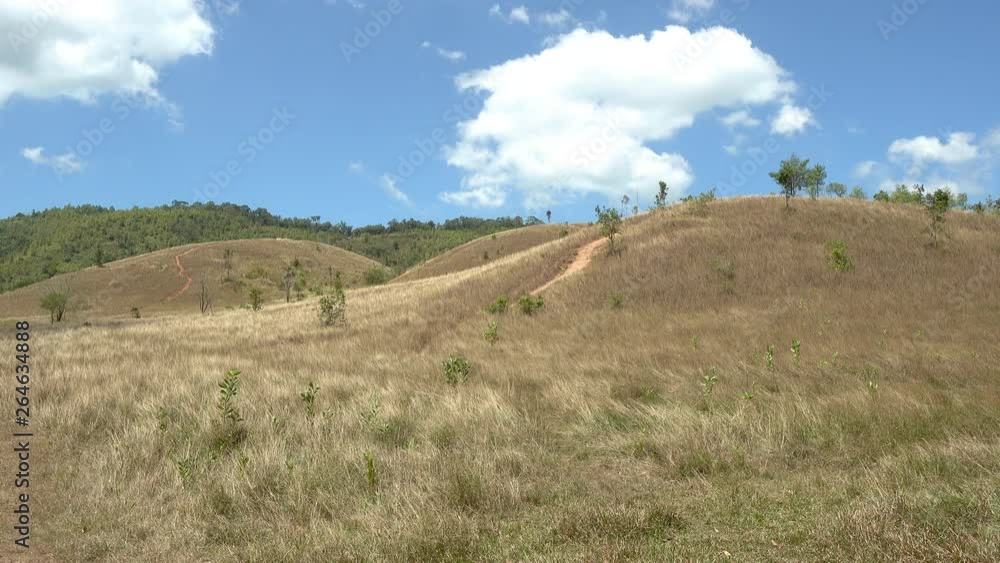 Golden grass at bald hill mountain, Ranong Golden grass at bald hill mountain, Ranong