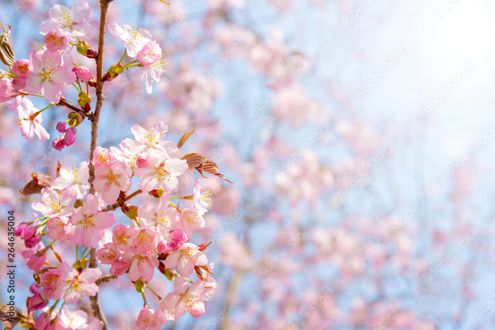Spring flowering of sakura. Background for a festive wedding greeting card and wedding invitation. Spring flowering of sakura. Background for a festive wedding greeting card and wedding invitation.