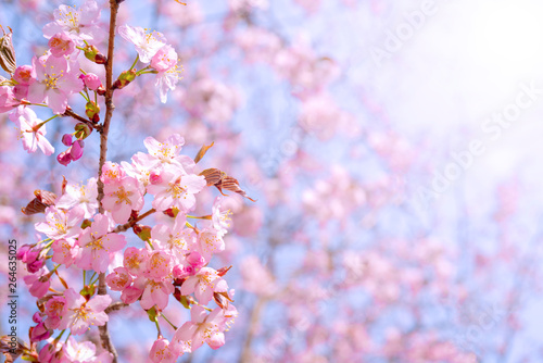 Spring flowering of sakura. Background for a festive wedding greeting card and wedding invitation.