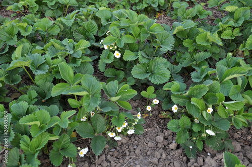Spring bloom of strawberry bushes