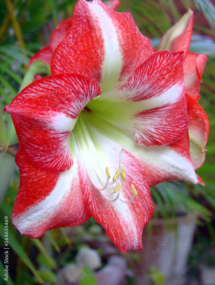 Primer plano de la flor de Hippeastrum vittatum (Amarilis, Amaryllis) Stock  Photo | Adobe Stock