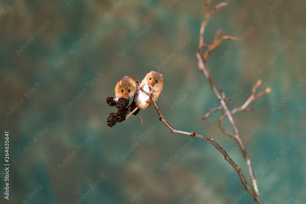 Eurasian harvest mice (Micromys minutus) on dry plant - closeup with selective focus