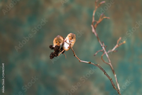 Fototapeta Naklejka Na Ścianę i Meble -  Eurasian harvest mice (Micromys minutus) on dry plant - closeup with selective focus