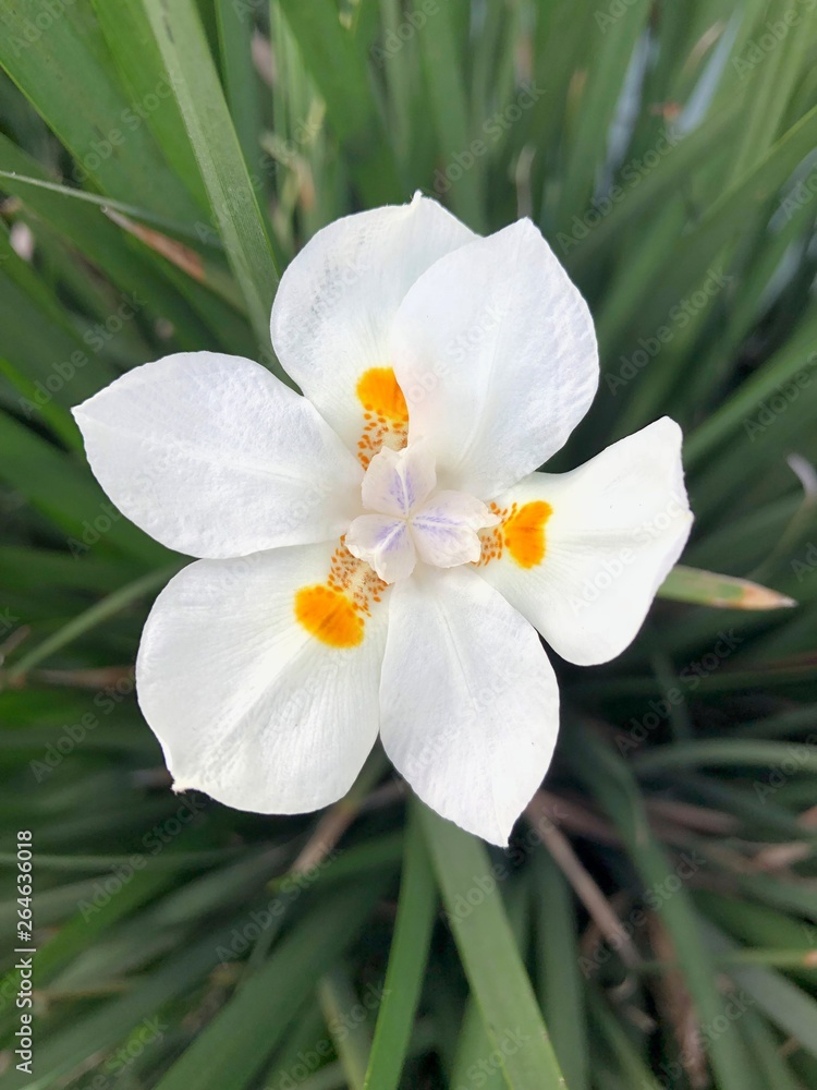 Obraz premium Primer plano de la flor de un Iris cultivado (Iridaceae)