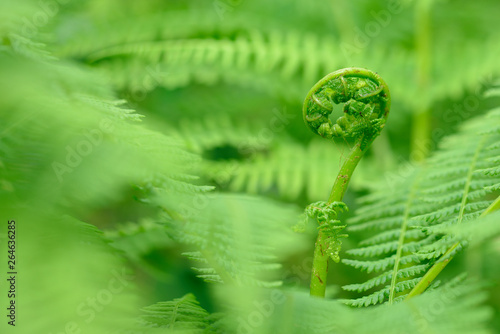 Fern frond rolled out, close up