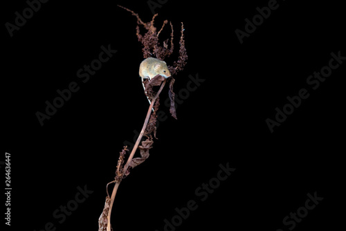 Eurasian harvest mice (Micromys minutus) on dry plant - closeup with selective focus