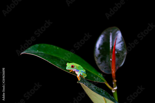 Red-eyed tree frog (Agalychnis callidryas) sitting on a leaf - closeup with selective focus. Black background