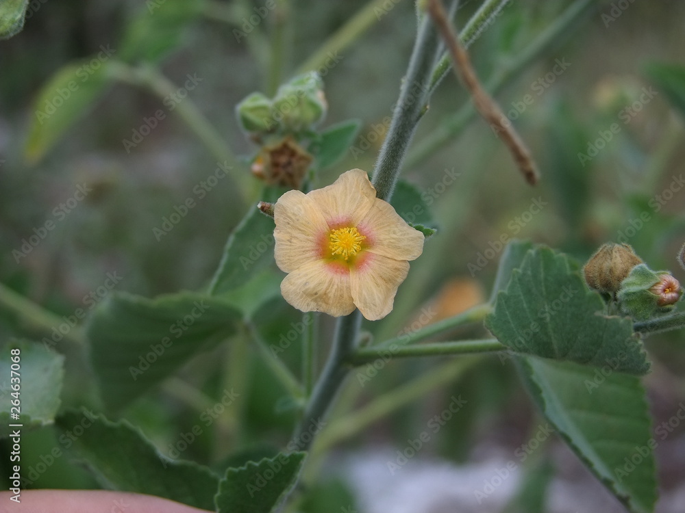 Primer plano de la flor de una Malvaceae Primer plano de la flor de una Malvaceae