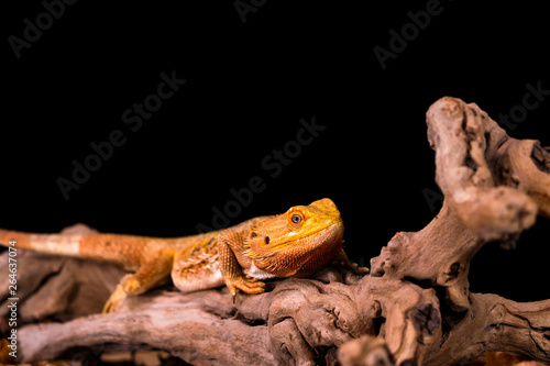 Bearded dragon (Pogona) on wooden branch - closeup with selective focus, Black background