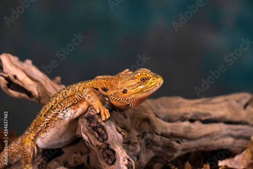 Bearded dragon (Pogona) on wooden branch - closeup with selective focus