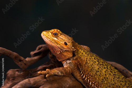 Bearded dragon (Pogona) on wooden branch - closeup with selective focus