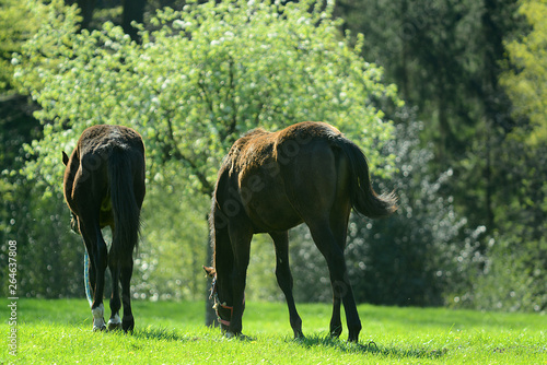 Pferde auf der Weide im Morgenlicht