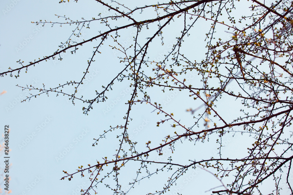 The branches against sky in spring The branches against sky in spring