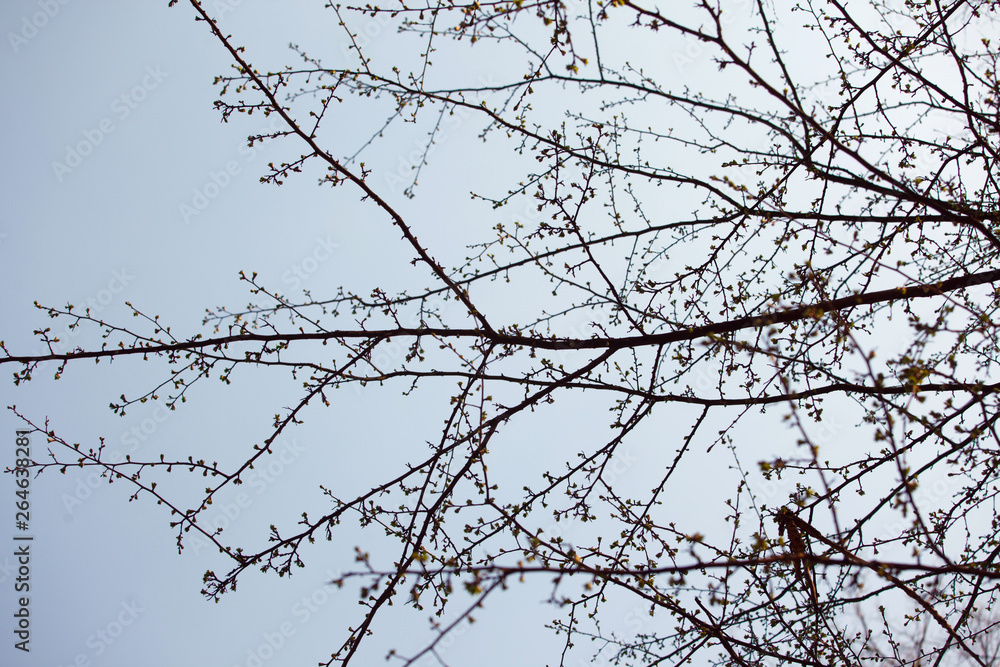 The branches against sky in spring The branches against sky in spring