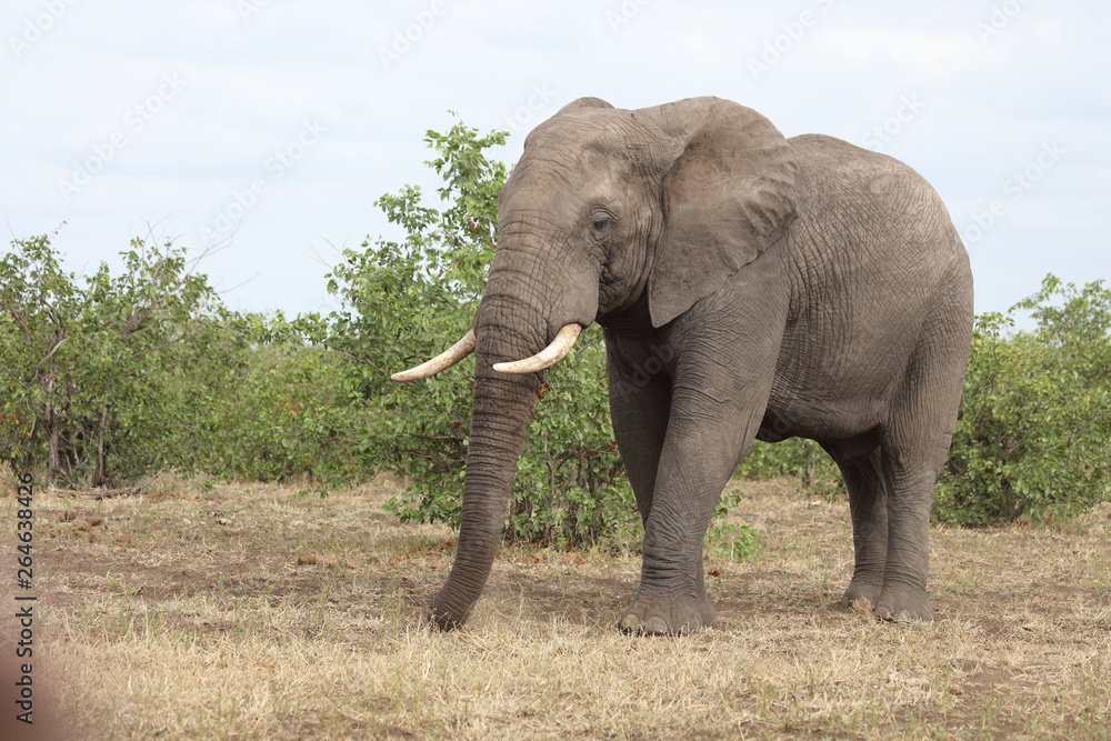 Obraz premium Afrikanischer Elefant / African elephant / Loxodonta africana