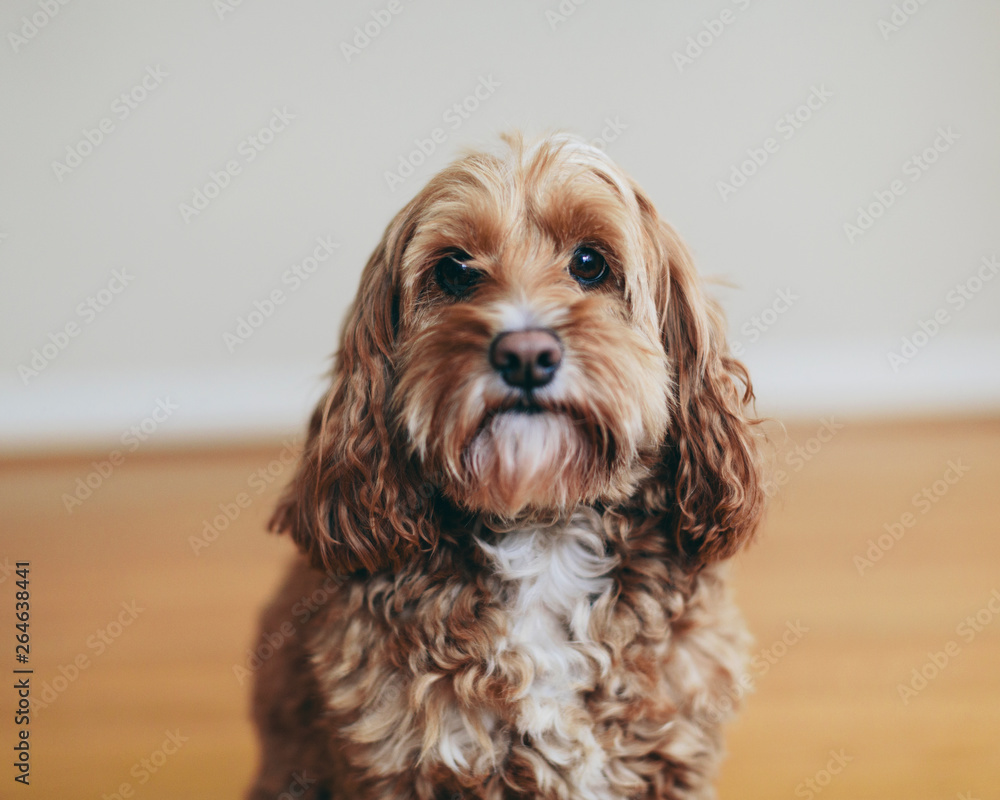 A cockapoo mixed breed dog, a cocker spaniel poodle cross, a family pet  with brown curly coat,Cockapoo mixed breed dog Photos | Adobe Stock