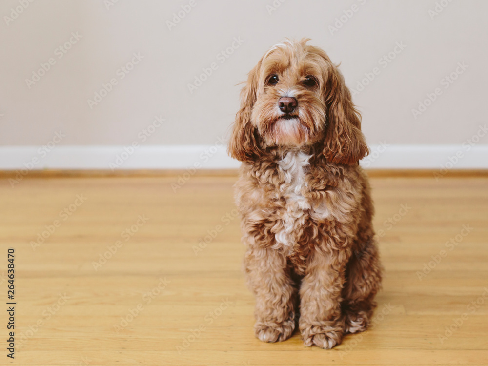A cockapoo mixed breed dog a cocker spaniel poodle cross a