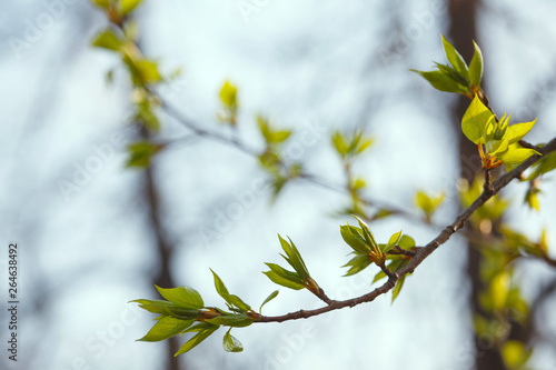 The branch with young leaves in spring