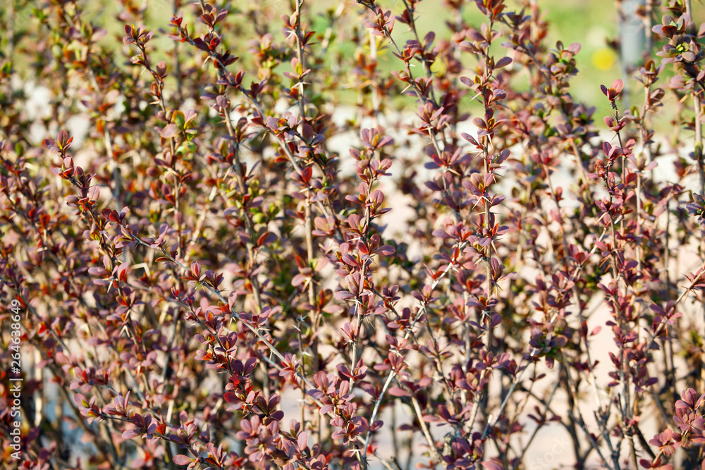 The branches of bush with young leaves The branches of bush with young leaves