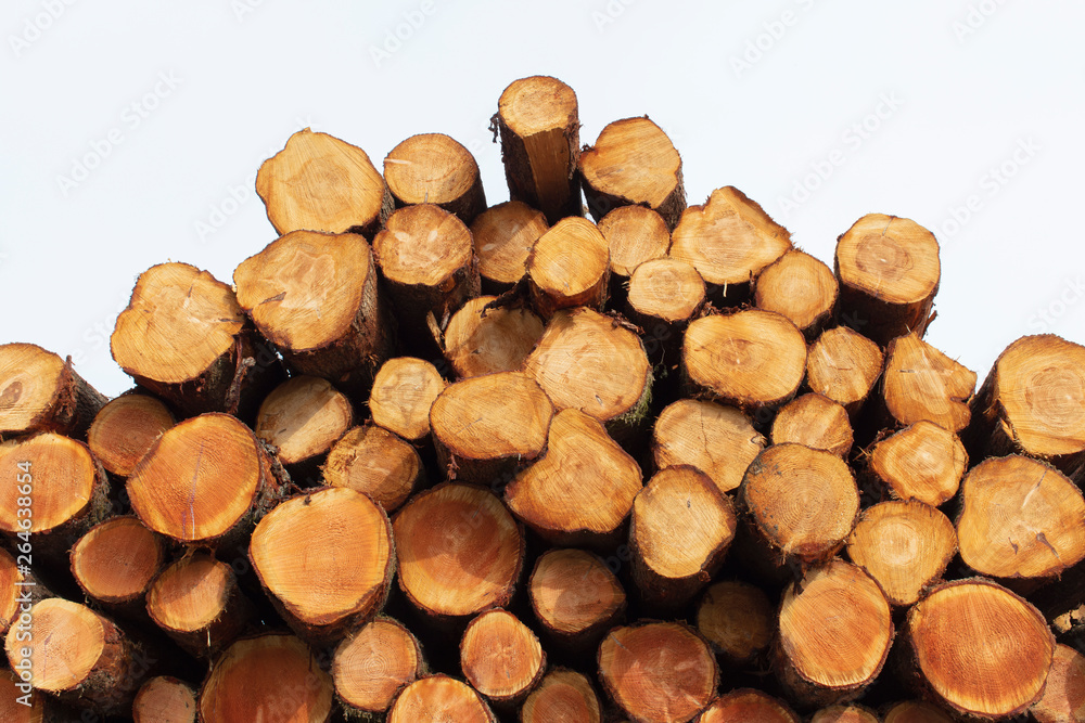 Stacked logs, freshly logged spruce, hemlock and fir trees,Pacific County Stacked logs, freshly logged spruce, hemlock and fir trees,Pacific County