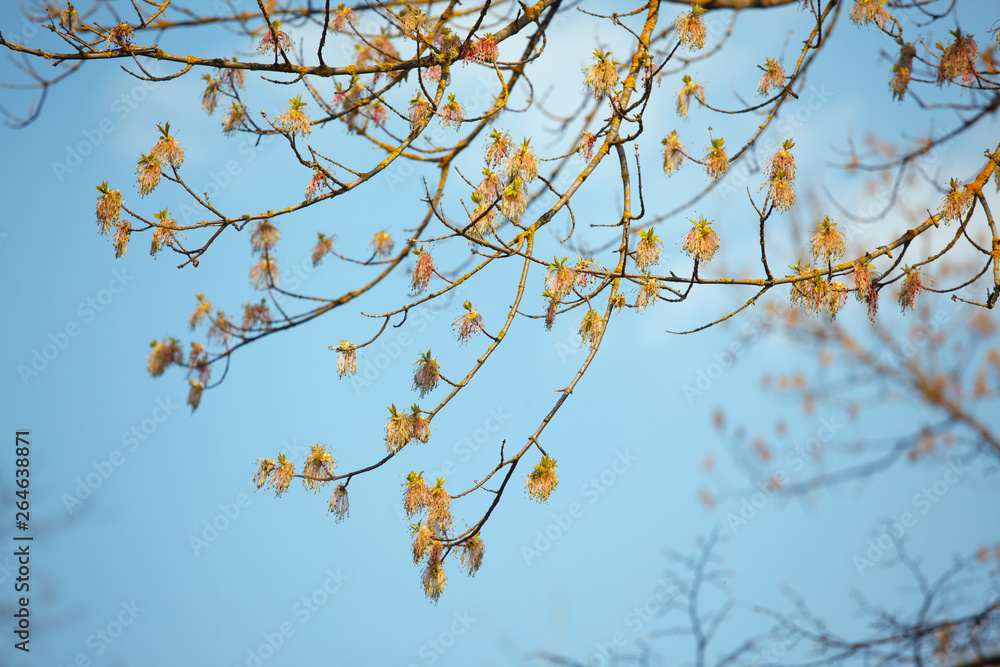The branches with flowers and leaves against sky in spring The branches with flowers and leaves against sky in spring