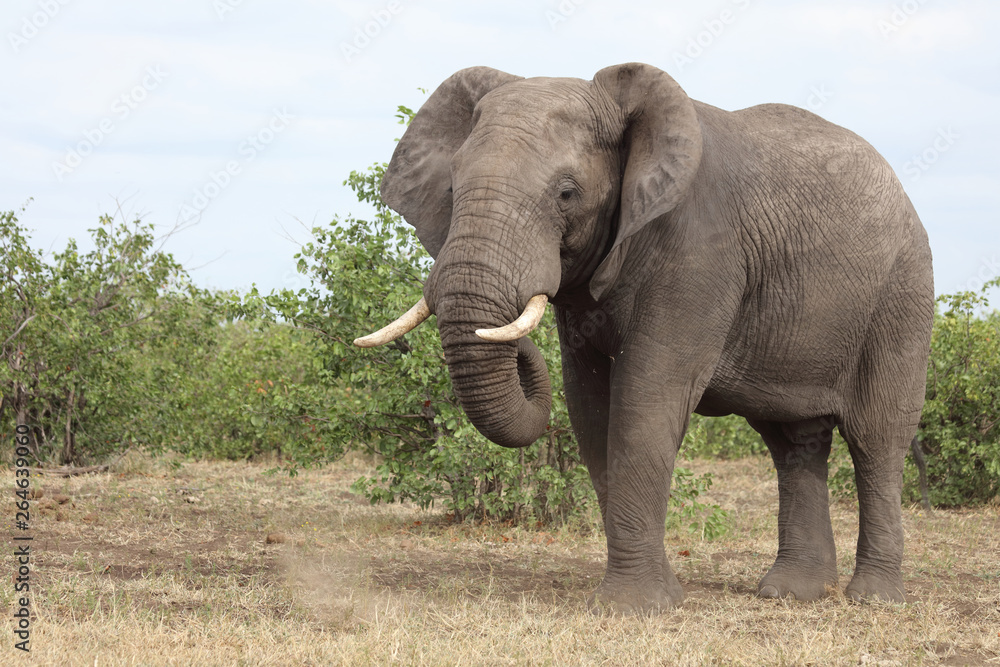 Fototapeta premium Słoń afrykański / Słoń afrykański / Loxodonta africana