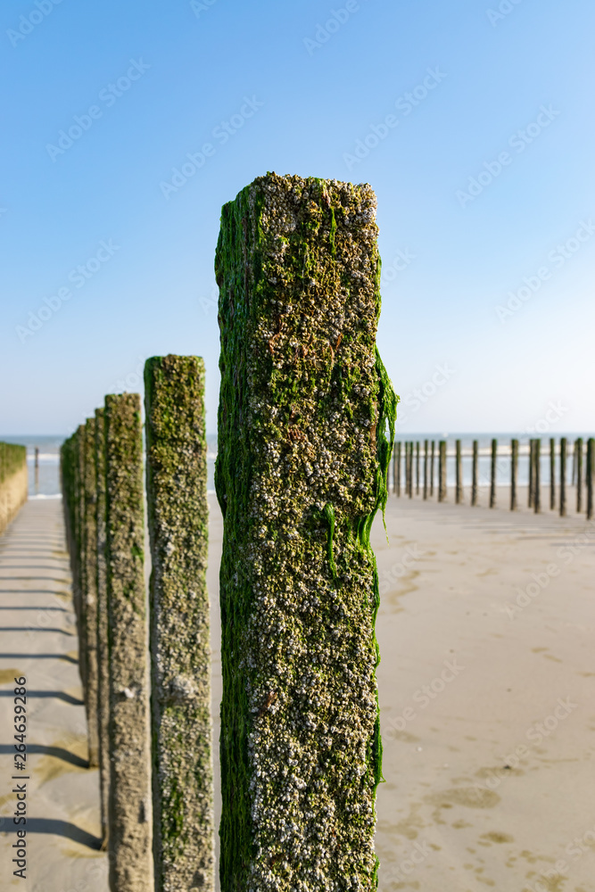 Sea and seafood concept: close-up of poles with young mussels on a mussel farm at the North Sea.