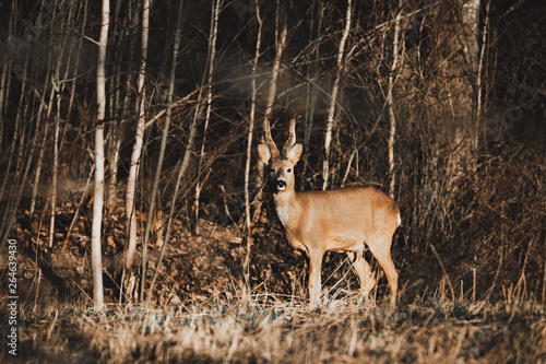 Deer standing on a field at sunset.