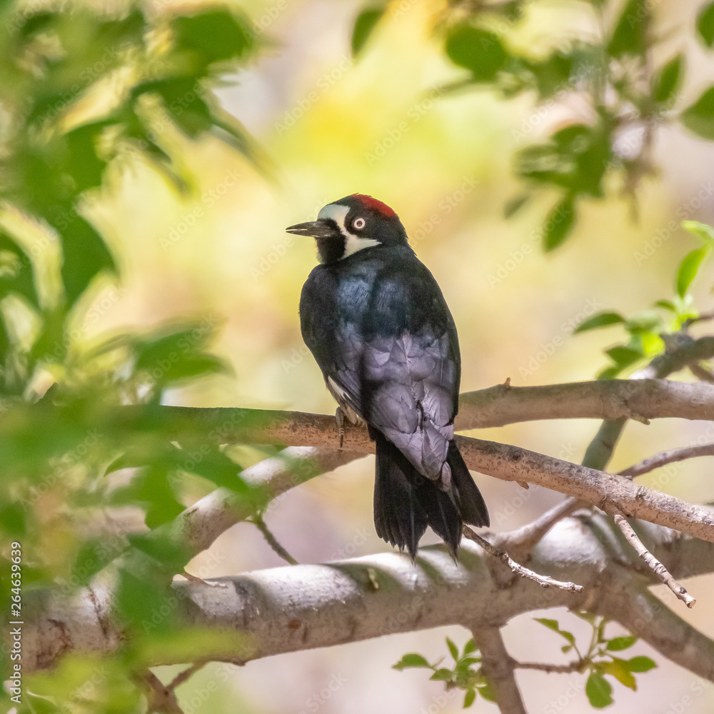 Acorn woodpecker in Madera Canyon, Arizona Acorn woodpecker in Madera Canyon, Arizona