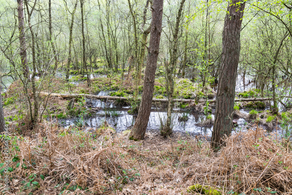 Old dry tree fallen in flooded forest and blossoming buds of young plants during spring time. Old dry tree fallen in flooded forest and blossoming buds of young plants during spring time.