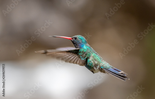 Broad-billed hummingbird in southern Arizona