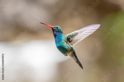 Fotografia Broad-billed hummingbird in southern Arizona