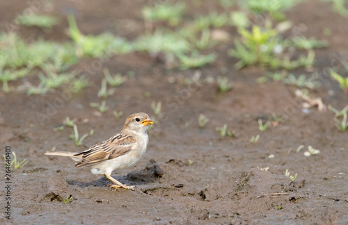 Juvenile House Sparrow (Passer domesticus) standing on wet muddy track on the archipelago Azores.