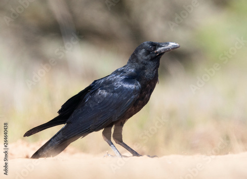 Juvenile Common Raven (Corvus corax) in rural Spain.