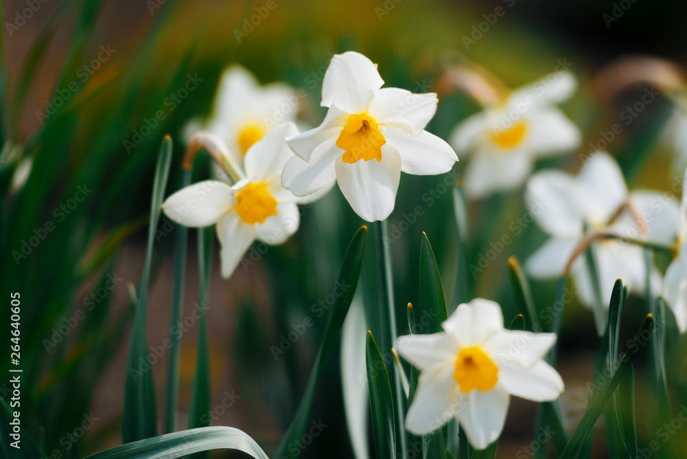Narcissus field in bloom on spring, many narcissus flowers blooming in garden Narcissus field in bloom on spring, many narcissus flowers blooming in garden