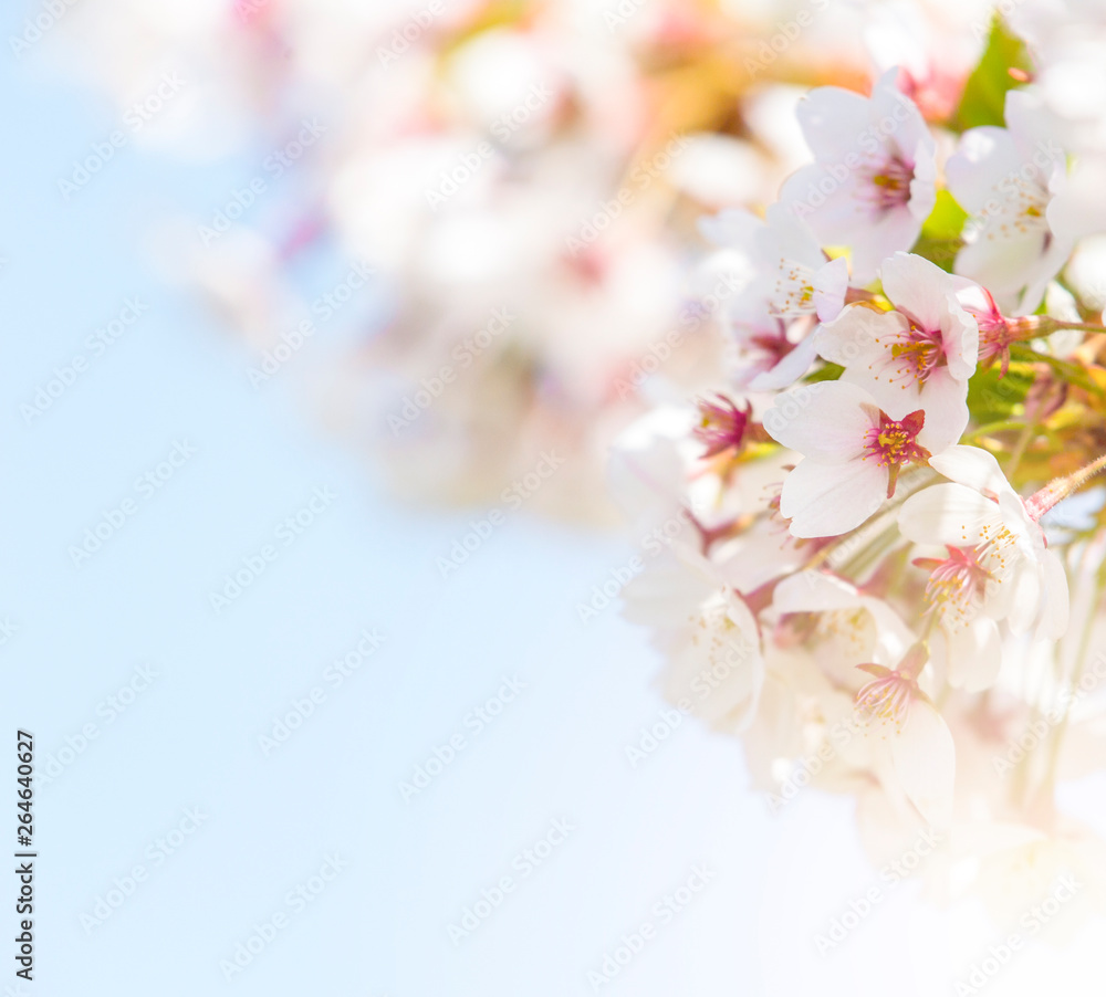 Spring border abstract blured background art with pink sakura or cherry blossom.