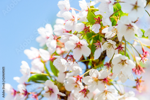 Spring border abstract blured background art with pink sakura or cherry blossom.