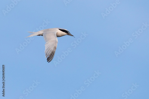 Adult Roseate Tern (Sterna dougallii), in autumn plumage, in flight over the Atlantic ocean off the island Graciosa in the Azores.