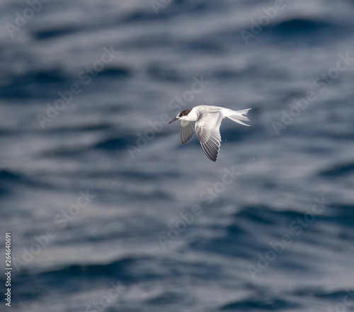 First-winter Roseate Tern  Sterna dougallii  in flight over the atlantic ocean off the island of Graciosa in the Azores. Showing upper wing.