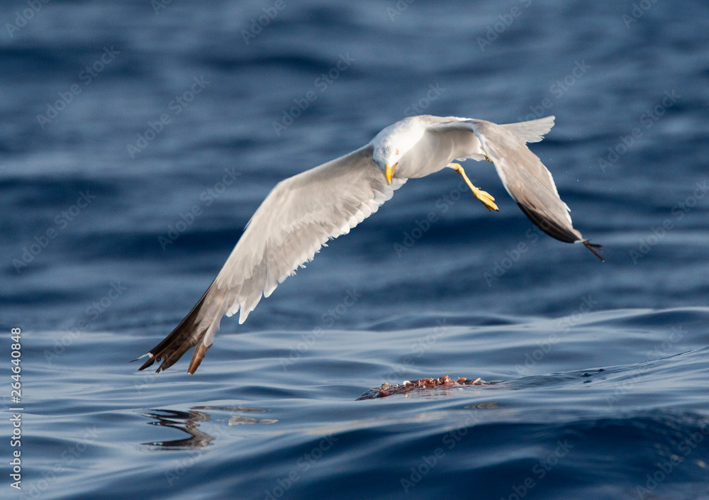 Yellow-legged Gull (Larus michahellis michahellis) foraging at sea in Madeira. Adult bird hanging in the air above chum. Yellow-legged Gull (Larus michahellis michahellis) foraging at sea in Madeira. Adult bird hanging in the air above chum.