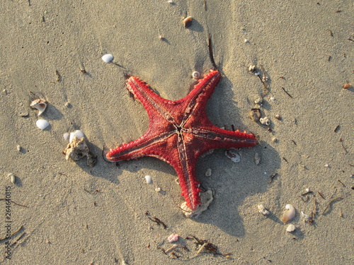Red starfish on the beach of Anakao, Madagascar photo