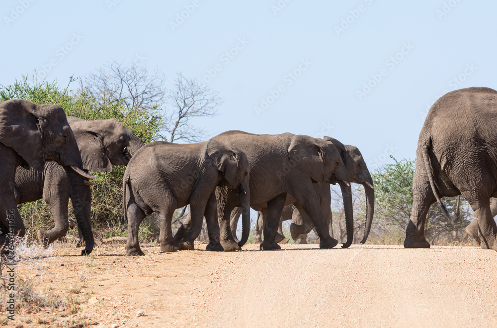 Elephants Crossing Elephants Crossing