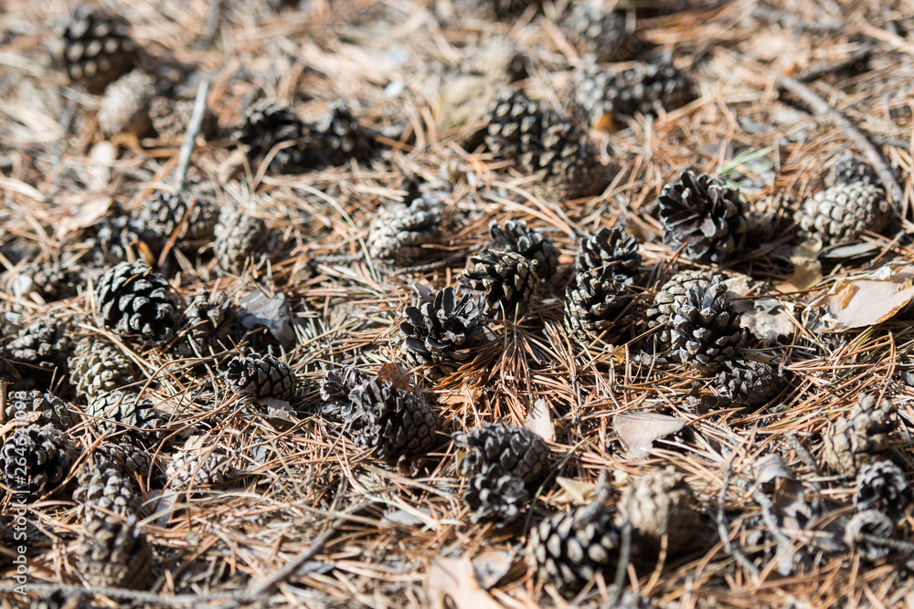 pine cones, a layer of cones on the ground, a heap of cones without seeds, dry cones on a pile pine cones, a layer of cones on the ground, a heap of cones without seeds, dry cones on a pile