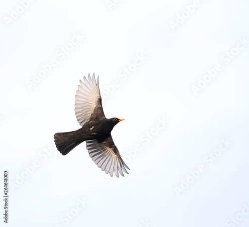 Flying male Common Blackbird (Turdus merula) during winter in an urban area in Wageningen in the Netherlands.