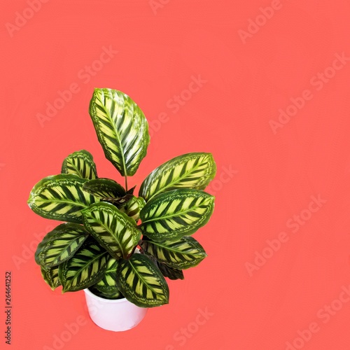 Calathea, Zimmerpflanze photo