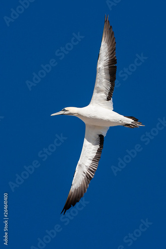 Cape Gannet  Morus capensis  flying over the colony of Bird Island Nature Reserve in Lambert s Bay  South Africa. Flying over the colony against a blue sky as a background.